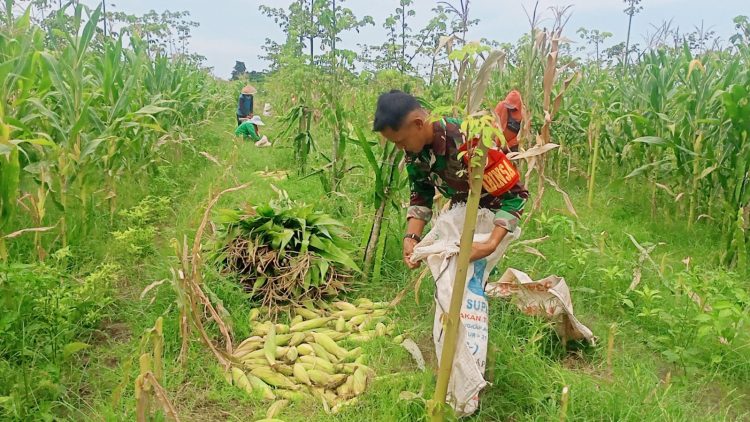 Babinsa Tegaldlimo Bersama Poktan Sri Wedari Sukses Panen Raya Jagung di Desa Kalipait