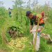 Babinsa Tegaldlimo Bersama Poktan Sri Wedari Sukses Panen Raya Jagung di Desa Kalipait Babinsa Tegaldlimo Bersama Poktan Sri Wedari Sukses Panen Raya Jagung di Desa Kalipait