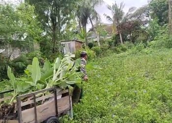 Koramil 0825/09 Tegaldlimo Hijaukan Lingkungan dengan Tanaman Kelapa dan Pisang