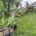 Koramil 0825/09 Tegaldlimo Hijaukan Lingkungan dengan Tanaman Kelapa dan Pisang