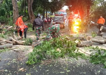 Pohon Trembesi Tumbang di Giri, Tim Gabungan Bergerak Cepat Atasi Kemacetan