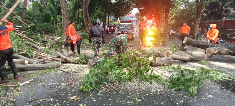 Pohon Trembesi Tumbang di Giri, Tim Gabungan Bergerak Cepat Atasi Kemacetan