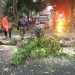 Pohon Trembesi Tumbang di Giri, Tim Gabungan Bergerak Cepat Atasi Kemacetan