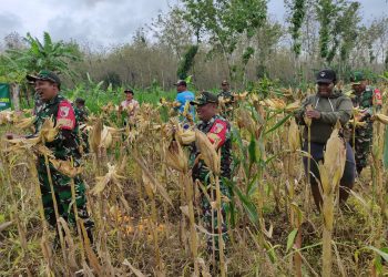 Babinsa Desa Barurejo Bantu Petani Panen Jagung