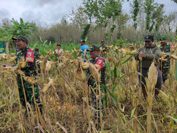 Babinsa Desa Barurejo Bantu Petani Panen Jagung