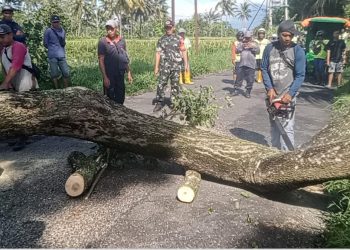 Evakuasi Cepat Pohon Tumbang di Dusun Derwono oleh Tim Gabungan