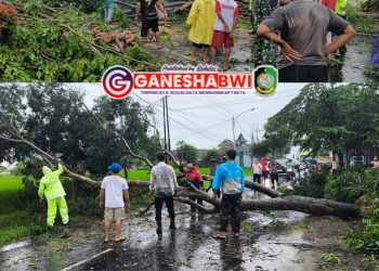 Respons Cepat Polresta Banyuwangi Atasi Pohon Tumbang Akibat Hujan Deras