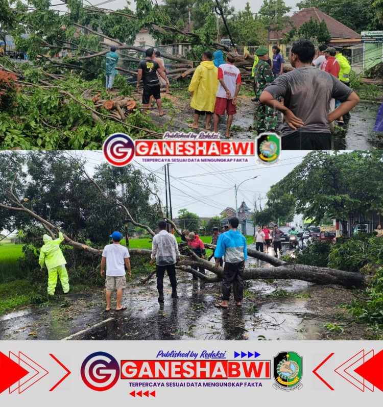 Respons Cepat Polresta Banyuwangi Atasi Pohon Tumbang Akibat Hujan Deras