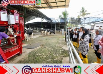 Produksi Susu Segar di Banyuwangi Capai 32 Ton per Hari, Dukung Ketahanan Pangan Nasional