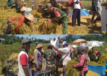 Panen Raya di Sumberrejo: Babinsa Koramil Songgon Dampingi Petani Desa Songgon Menuai Hasil Kerja Keras