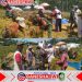 Panen Raya di Sumberrejo: Babinsa Koramil Songgon Dampingi Petani Desa Songgon Menuai Hasil Kerja Keras