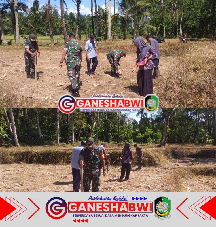 Koramil 0825/20 Songgon Bersama Petani Desa Bayu Perkuat Ketahanan Pangan dengan Tanam Jagung