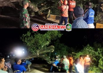 Babinsa Koramil 0825/13 Singojuruh Bersihkan Pohon Tumbang yang Halangi Jalan