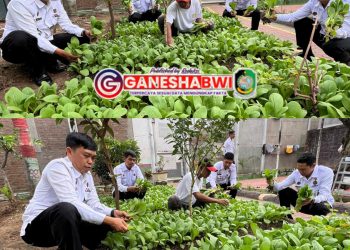 Lapas Banyuwangi Manfaatkan Lahan Sempit, Panen Sayur Pokcoy Hasilkan Beragam Manfaat