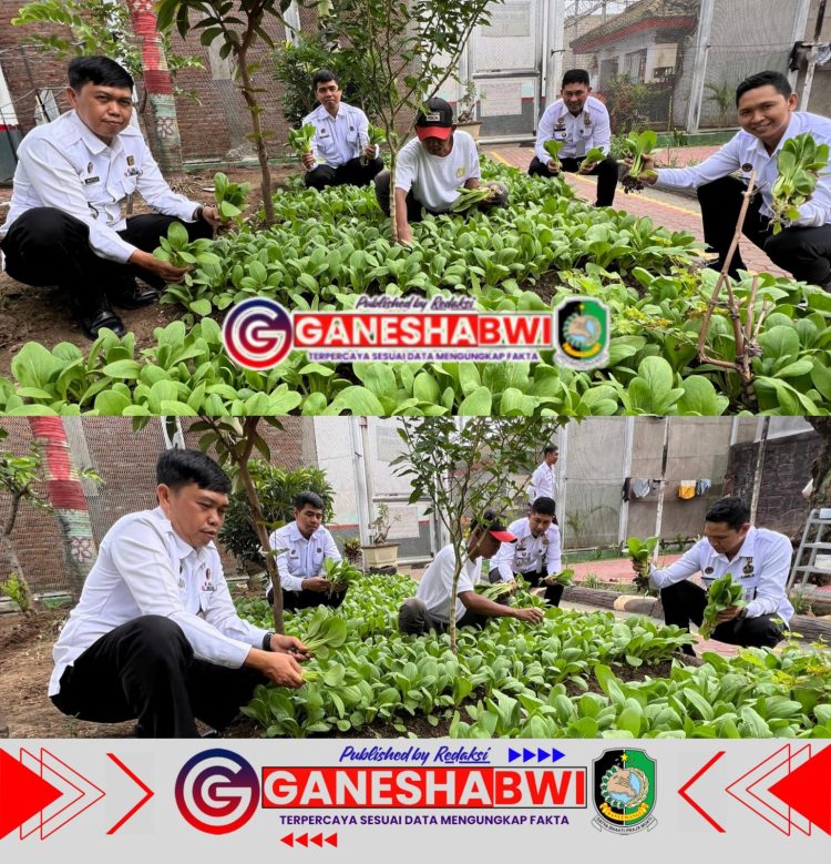 Lapas Banyuwangi Manfaatkan Lahan Sempit, Panen Sayur Pokcoy Hasilkan Beragam Manfaat