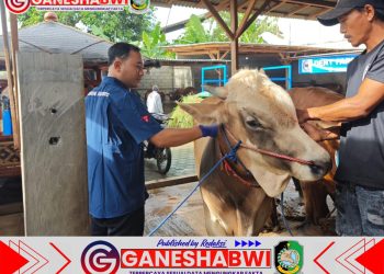 Cegah Penyebaran PMK, Pemkab Banyuwangi Gencarkan Vaksinasi dan Desinfeksi Ternak