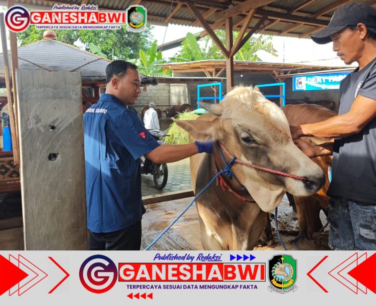 Cegah Penyebaran PMK, Pemkab Banyuwangi Gencarkan Vaksinasi dan Desinfeksi Ternak