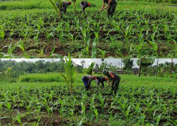 Babinsa Posramil Licin Dampingi Petani Bersihkan Lahan Jagung untuk Ketahanan Pangan