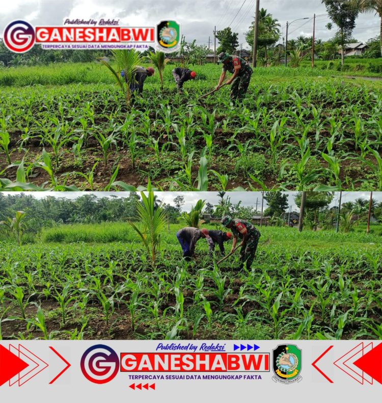 Babinsa Posramil Licin Dampingi Petani Bersihkan Lahan Jagung untuk Ketahanan Pangan