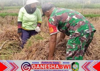 Babinsa Glagah Banyuwangi Bantu Petani Panen Padi di Kelurahan Banjarsari