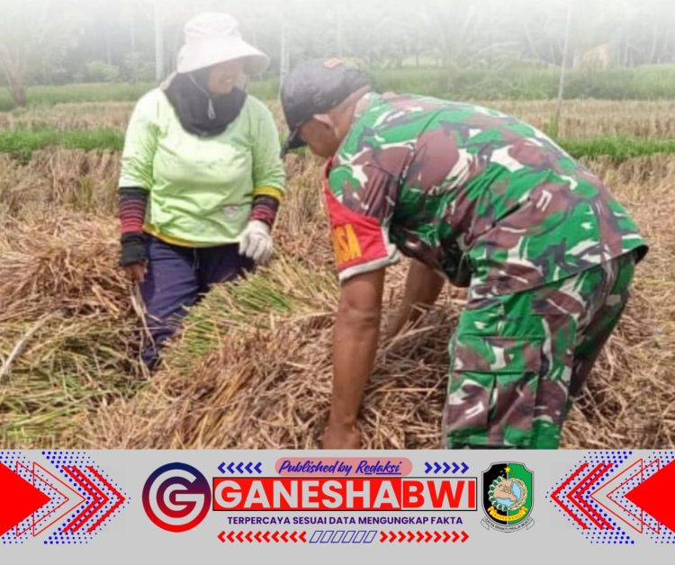 Babinsa Glagah Banyuwangi Bantu Petani Panen Padi di Kelurahan Banjarsari