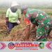 Babinsa Glagah Banyuwangi Bantu Petani Panen Padi di Kelurahan Banjarsari