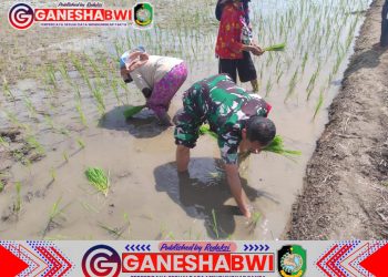 Babinsa Koramil 0825/05 Kalibaru Dampingi Petani Perluas Lahan Sawah untuk Ketahanan Pangan