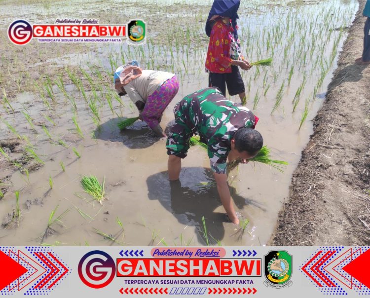 Babinsa Koramil 0825/05 Kalibaru Dampingi Petani Perluas Lahan Sawah untuk Ketahanan Pangan