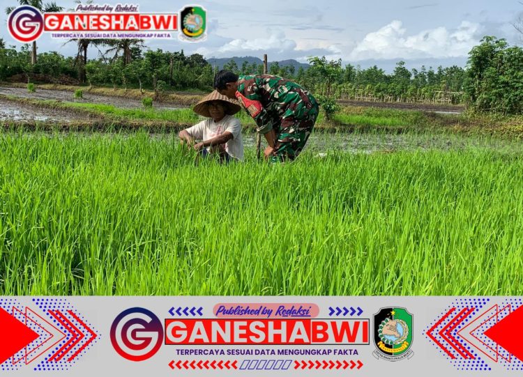 Babinsa Koramil 0825/11 Pesanggaran Dampingi Petani Desa Sumberagung dalam Program LTT untuk Tingkatkan Produksi Pangan