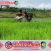 Babinsa Koramil 0825/11 Pesanggaran Dampingi Petani Desa Sumberagung dalam Program LTT untuk Tingkatkan Produksi Pangan