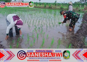 Babinsa Koramil 0825/09 Tegaldlimo Dampingi Petani Tanam Padi, Dukung Peningkatan Ketahanan Pangan