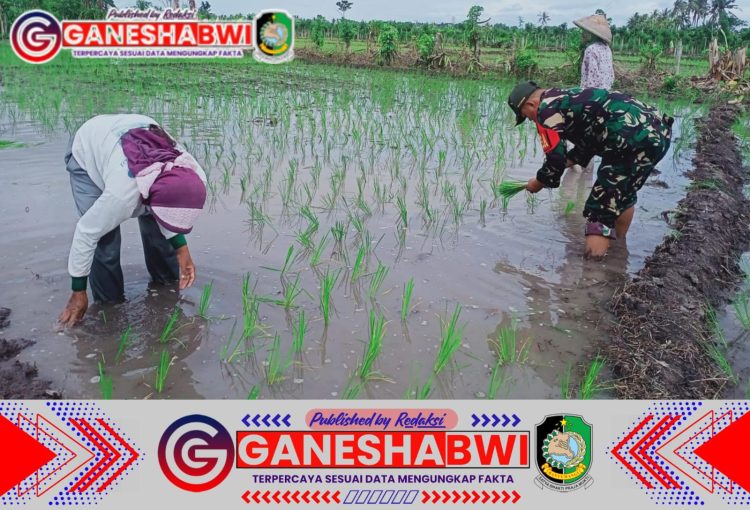 Babinsa Koramil 0825/09 Tegaldlimo Dampingi Petani Tanam Padi, Dukung Peningkatan Ketahanan Pangan