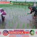 Babinsa Koramil 0825/09 Tegaldlimo Dampingi Petani Tanam Padi, Dukung Peningkatan Ketahanan Pangan
