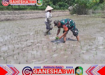 Babinsa Koramil Rogojampi Dampingi Petani Tanam Padi untuk Meningkatkan Produktivitas Pertanian