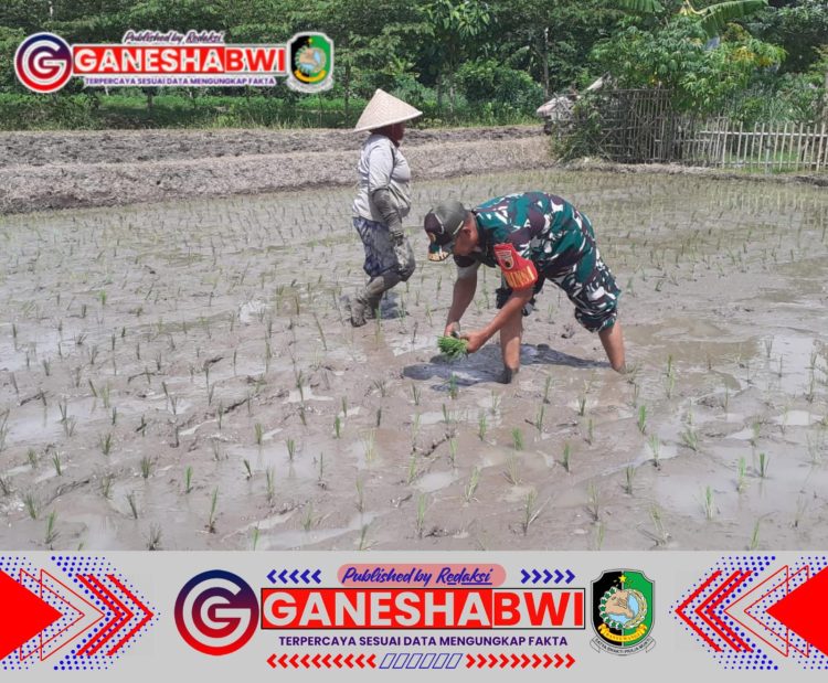Babinsa Koramil Rogojampi Dampingi Petani Tanam Padi untuk Meningkatkan Produktivitas Pertanian