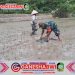 Babinsa Koramil Rogojampi Dampingi Petani Tanam Padi untuk Meningkatkan Produktivitas Pertanian