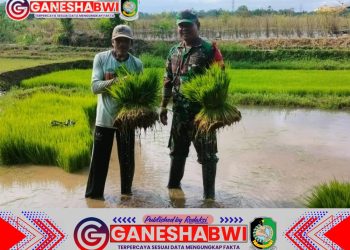 Babinsa Koramil 0825/14 Kabat Laksanakan Kegiatan Luas Tambah Tanam (LTT) Dukung Swasembada Pangan