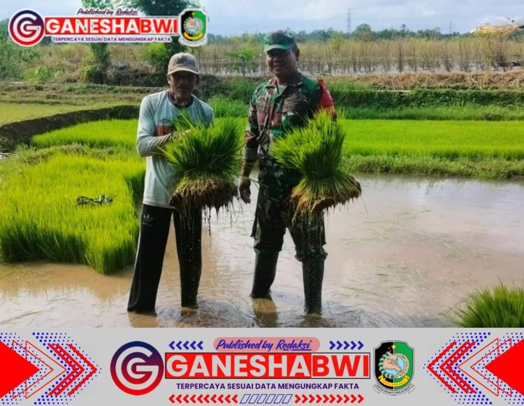 Babinsa Koramil 0825/14 Kabat Laksanakan Kegiatan Luas Tambah Tanam (LTT) Dukung Swasembada Pangan