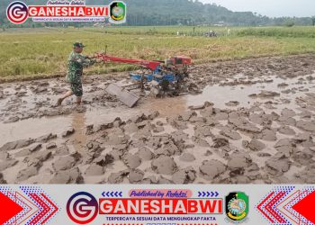 Babinsa Koramil 0825-16/Glenmore Dampingi Petani Bajak Sawah Menggunakan Traktor di Glenmore