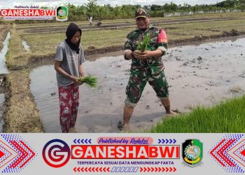 Babinsa Koramil 0825-07/Cluring Dampingi Petani Bajak Sawah dengan Traktor