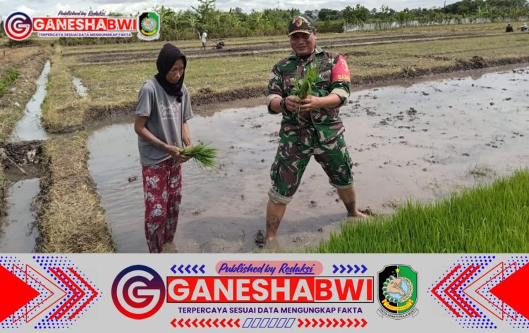 Babinsa Koramil 0825-07/Cluring Dampingi Petani Bajak Sawah dengan Traktor