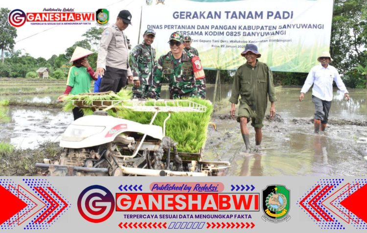 Kodim 0825 Banyuwangi dan Dinas Pertanian Gelar Gerakan Tanam Padi Bersama untuk Ketahanan Pangan