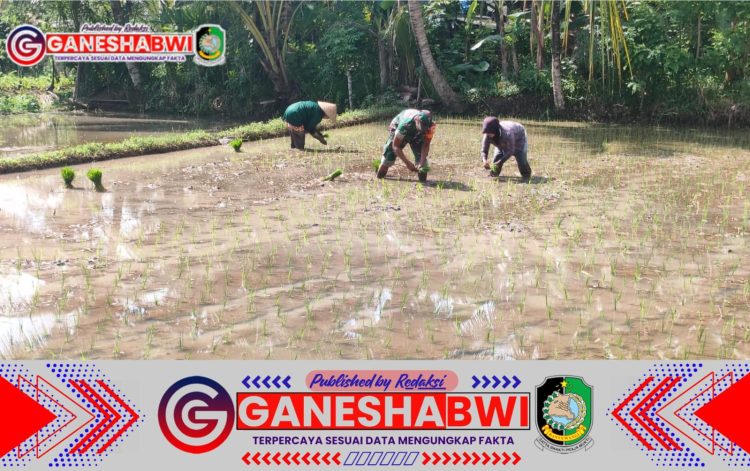 Babinsa Desa Pesucen Dampingi Petani Tingkatkan Luas Tambah Tanam untuk Ketahanan Pangan