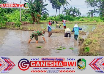Babinsa Kedungwungu Dampingi Petani Tanam Padi untuk Tingkatkan Produktivitas dan Ketahanan Pangan