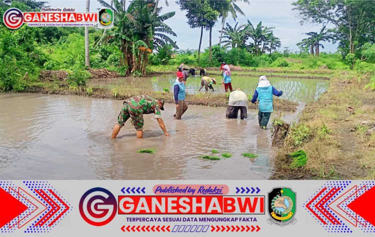 Babinsa Kedungwungu Dampingi Petani Tanam Padi untuk Tingkatkan Produktivitas dan Ketahanan Pangan