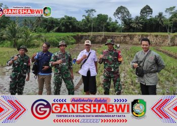 Babinsa Koramil 0825/05 Kalibaru Bersama Petani Desa Kajarharjo Tingkatkan Produktivitas Padi