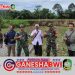Babinsa Koramil 0825/05 Kalibaru Bersama Petani Desa Kajarharjo Tingkatkan Produktivitas Padi Babinsa Koramil 0825/05 Kalibaru Bersama Petani Desa Kajarharjo Tingkatkan Produktivitas Padi