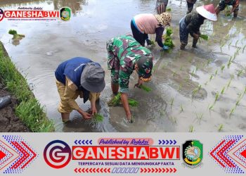 Posramil 0825/22 Licin Bersama PPL dan Petani Gelar Luas Tambah Tanam di Desa Licin