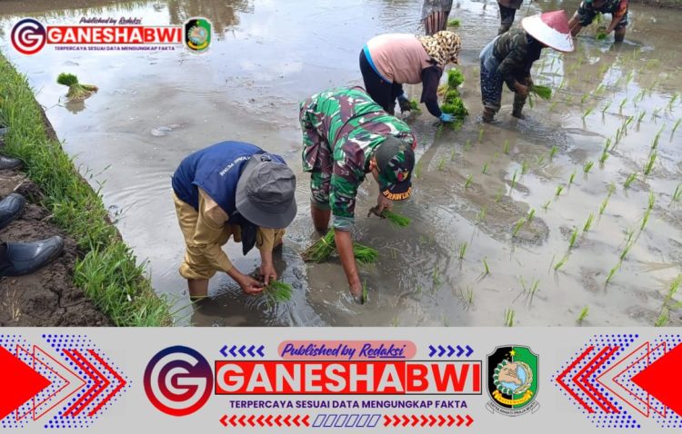 Posramil 0825/22 Licin Bersama PPL dan Petani Gelar Luas Tambah Tanam di Desa Licin