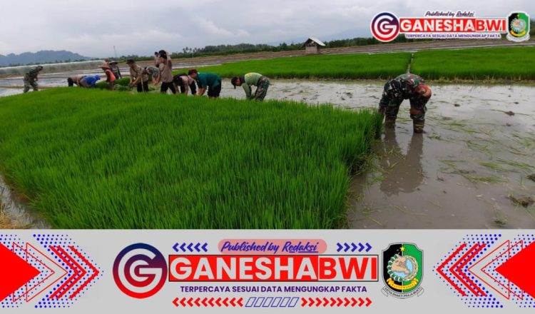 Posramil dan Polsek Tegalsari Bersinergi Mendampingi Petani Tanam Padi di Desa Tegalrejo